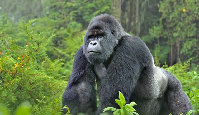 Tulabagane Expeditions