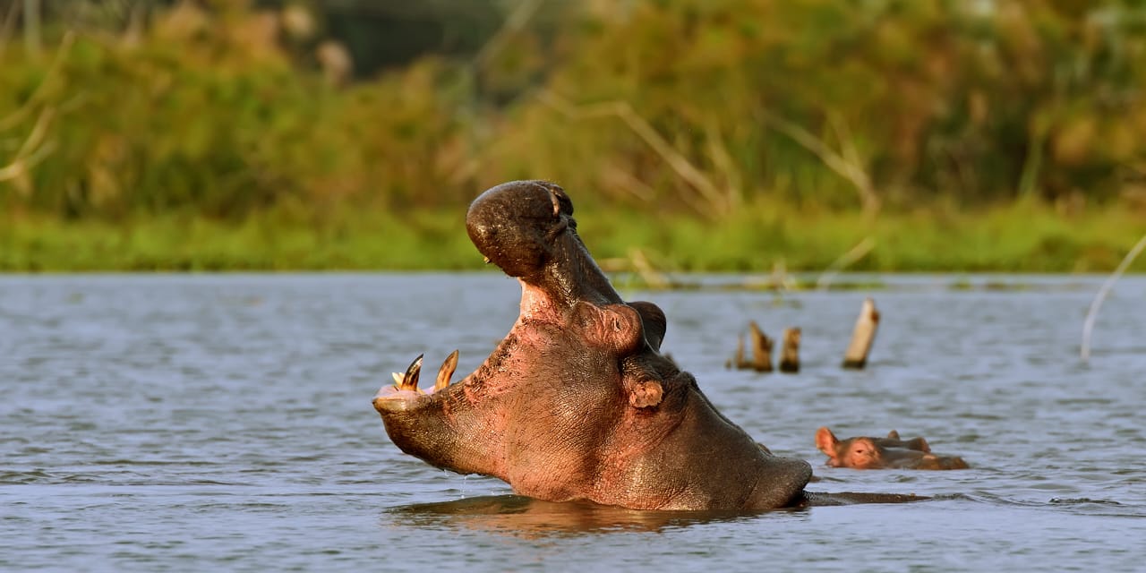 UWA Open Park Days 2026: Everything You Need to Know Before Visiting Uganda's National Parks