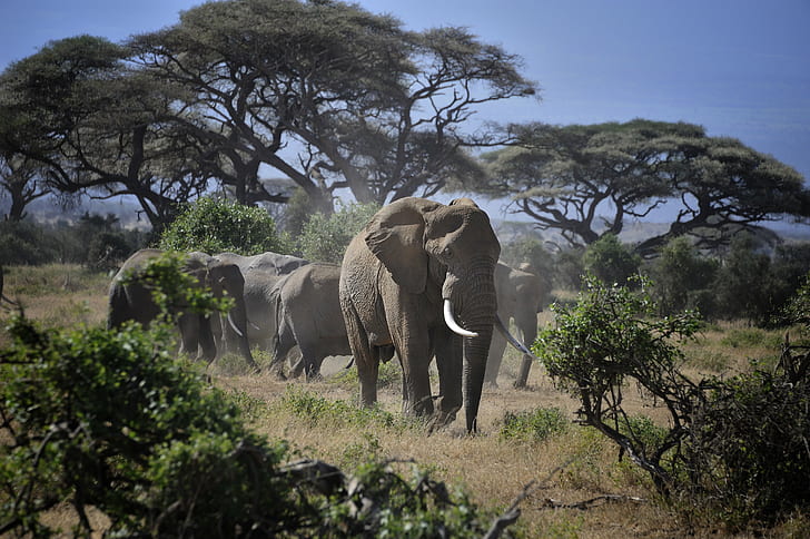 Kenya Safari