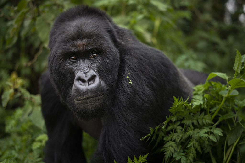 Rwanda