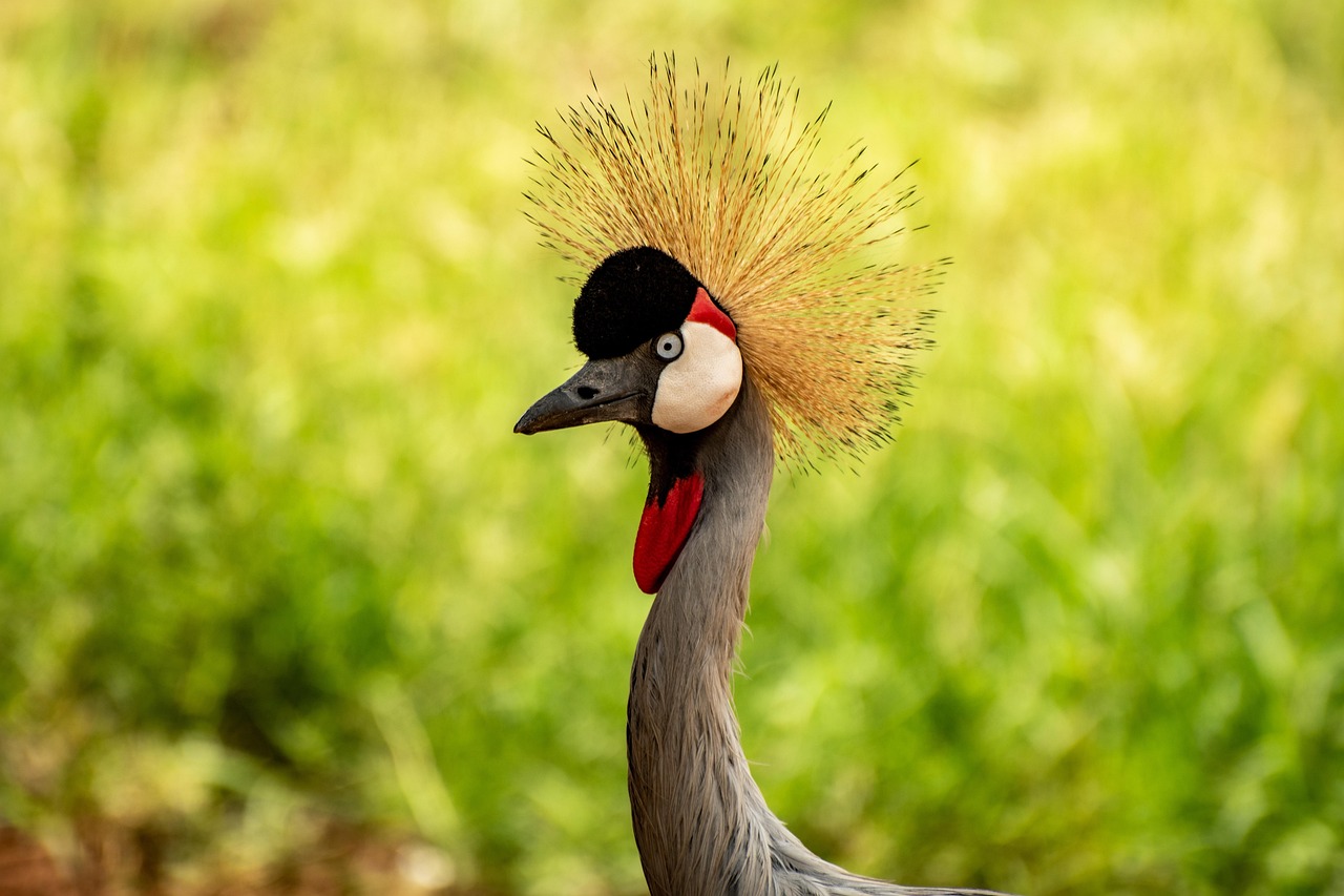 Uganda Landscape