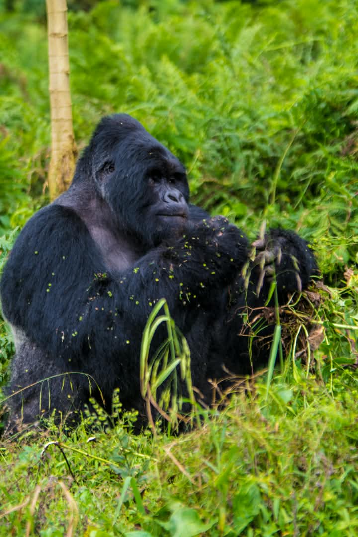 Eco Tourism, the Travel That Gives Back: How Your Uganda Gorilla Permit Directly Funds Wildlife Conservation