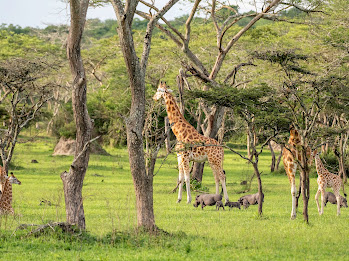 Uganda safari gallery photo 5