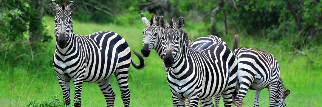 Uganda safari gallery photo 6