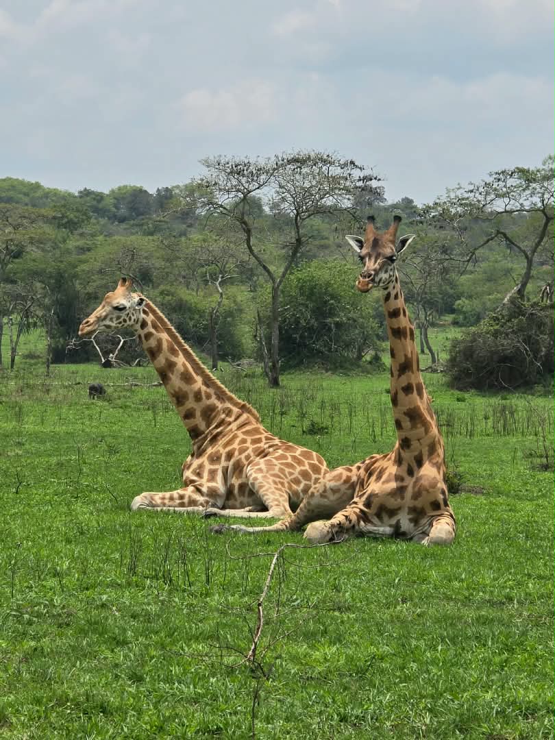 Uganda safari gallery photo 9