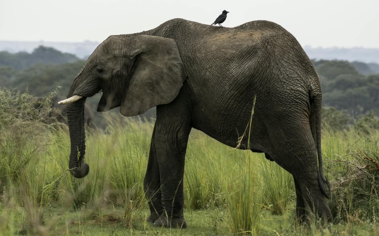 Murchison Falls National Park safari