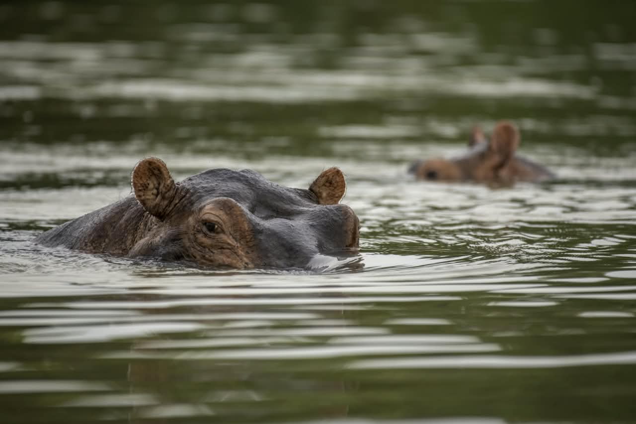 Lake Mburo National Park safari