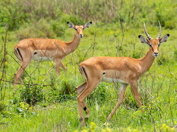 Uganda safari gallery photo 2
