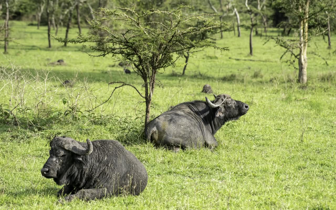 Uganda safari gallery photo 3