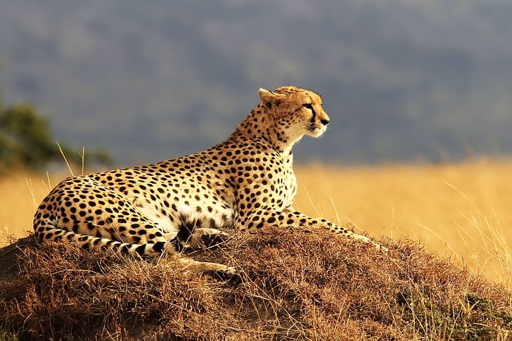 Masai Mara Wildlife