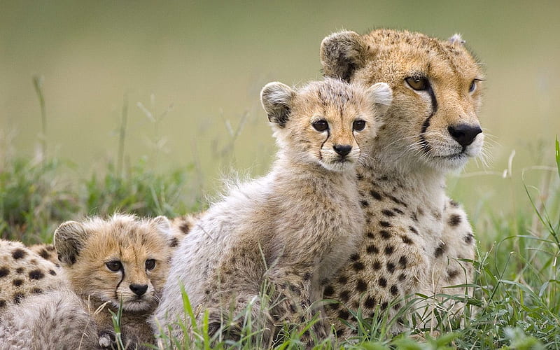 Masai Mara Plains