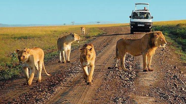 Game Drive, Kidepo