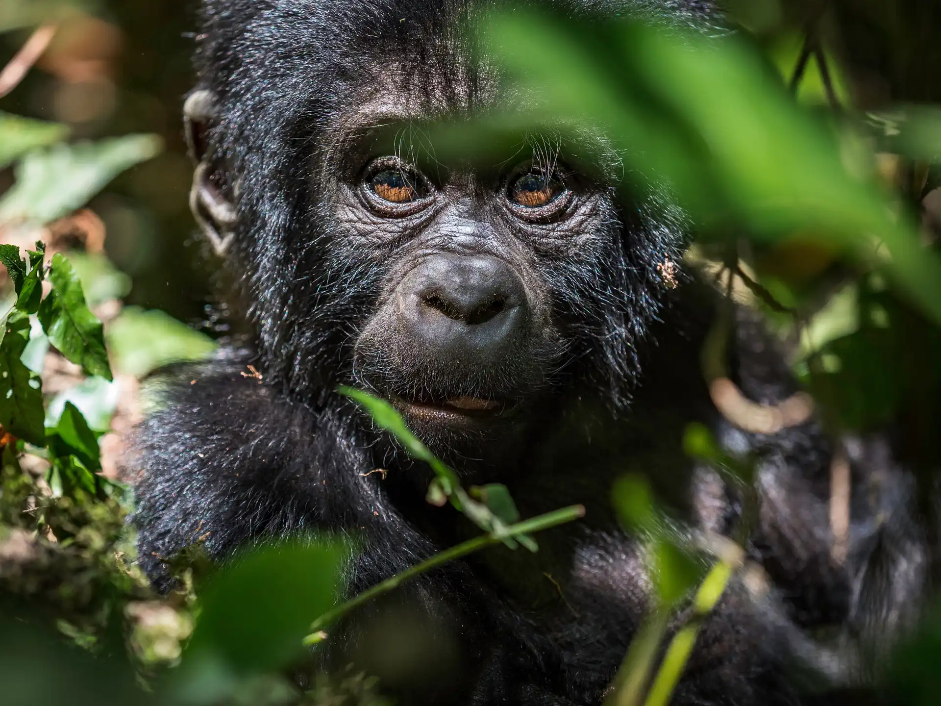 Gorilla Trekking, Bwindi