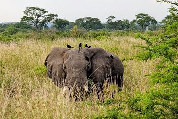 Murchison Falls National Park