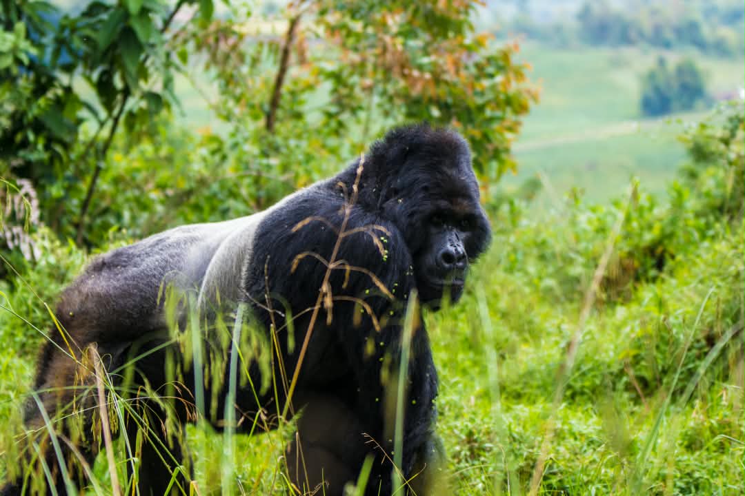 Uganda vs Rwanda Gorilla Trekking: Which Destination Is Better?
