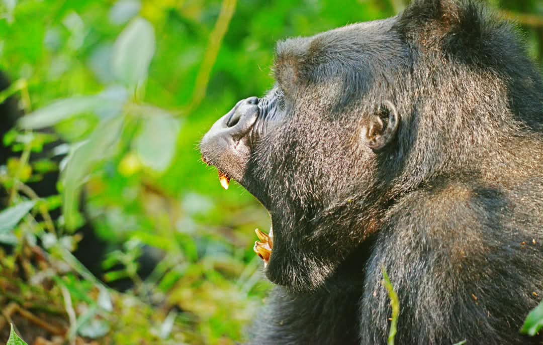 Mountain gorilla feeding in the forest