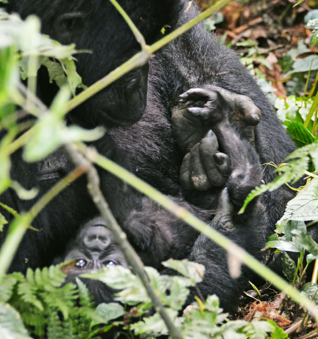 Mother mountain gorilla with her infant in the forest