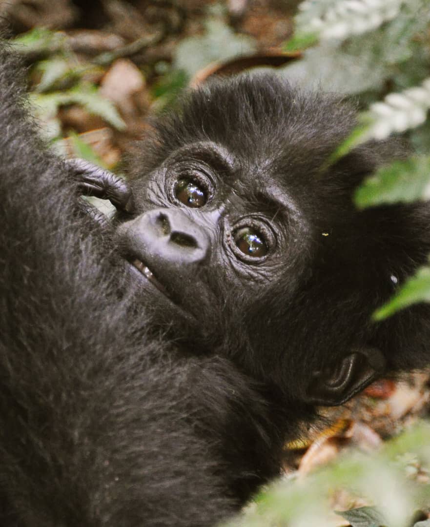 Curious young mountain gorilla looking at the camera
